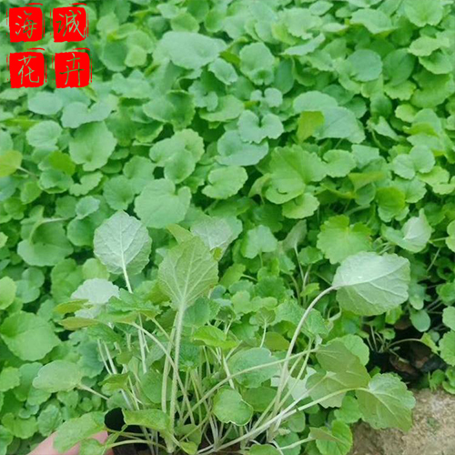 二月兰苗圃供应 绿化宿根时令草花