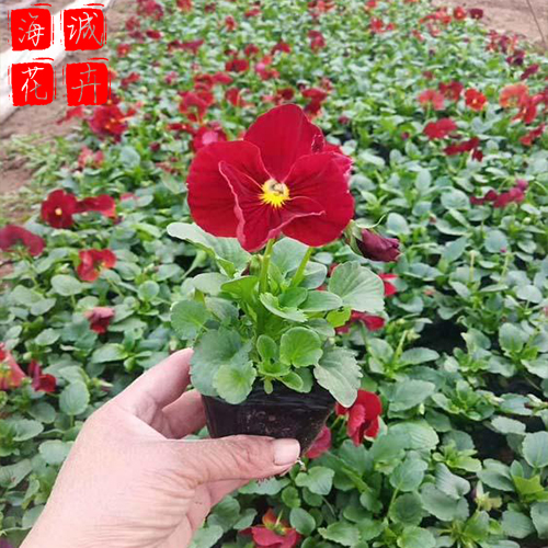 开花三色堇种植基地  园林绿化草花批发