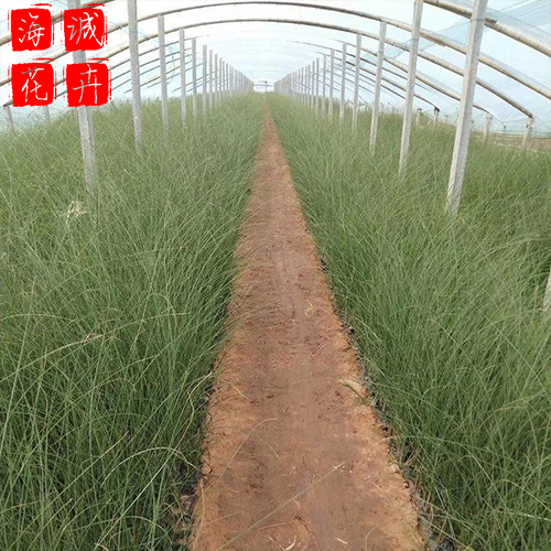 细叶芒 海诚花卉细叶芒批发  宿根草花细叶芒基地
