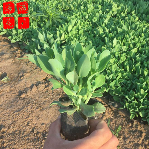 景区绿化八宝景天种植基地  园林绿化草花批发