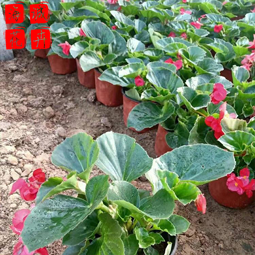 绿化工程四季海棠 海诚花卉四季海棠批发  宿根草花四季海棠基地