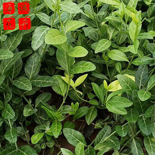 景区绿化扶芳藤种植基地  园林绿化草花批发