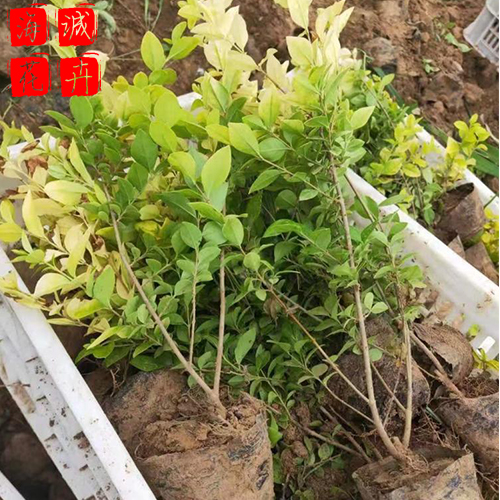 地栽女贞小苗种植基地  园林绿化草花批发