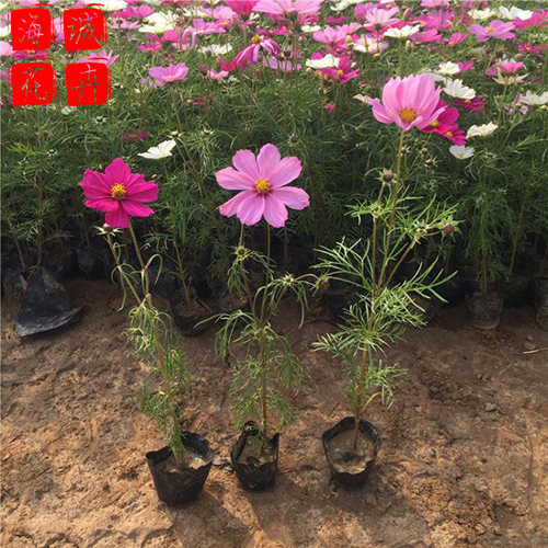 旅游区绿化波斯菊 波斯菊批发  宿根草花波斯菊
