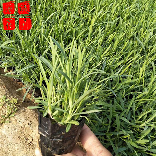 地被石竹出售 宿根时令草花