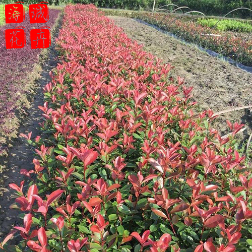 地栽红叶石楠种植基地  园林绿化草花批发