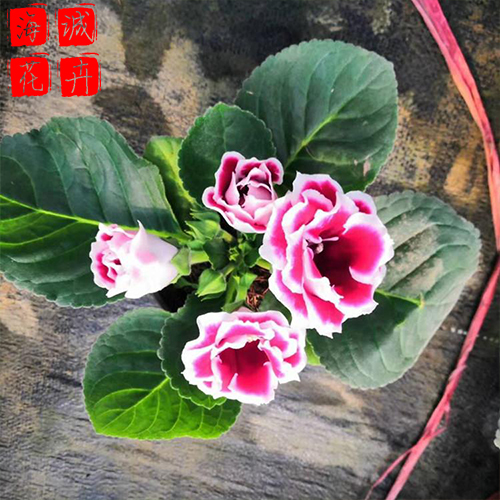 大岩桐小苗种植基地  园林绿化草花批发