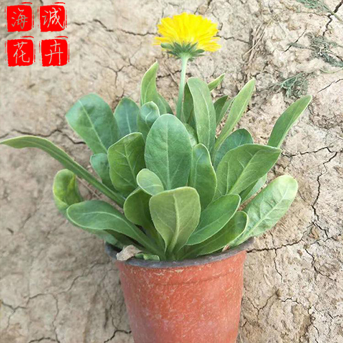 青州金盏菊批发价格 苗木草花金盏菊种植基地