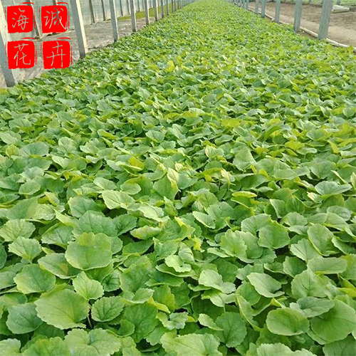 二月兰批发价格 绿化宿根时令草花