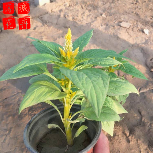 鸡冠花绿化苗 鸡冠花批发  宿根草花一支笔