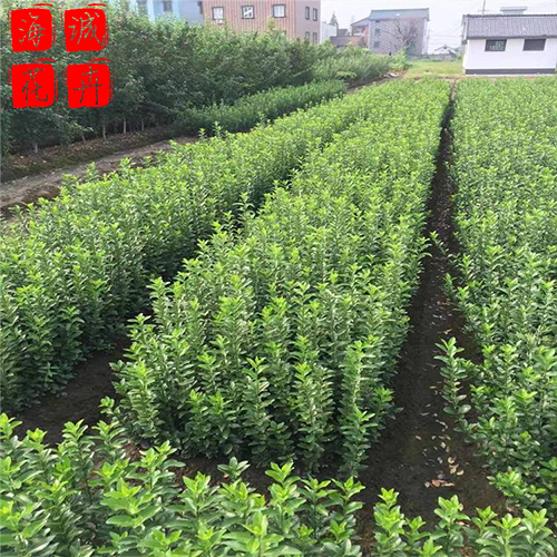 青州大叶黄杨批发价格 苗木草花大叶黄杨种植基地