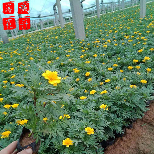青州孔雀草种植基地  园林绿化草花批发