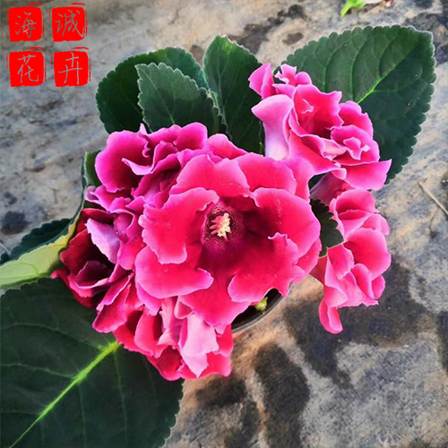 大岩桐苗圃供应 绿化苗木时令草花