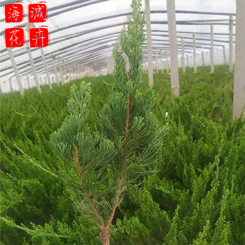 青州小龙柏批发价格 苗木草花小龙柏种植基地