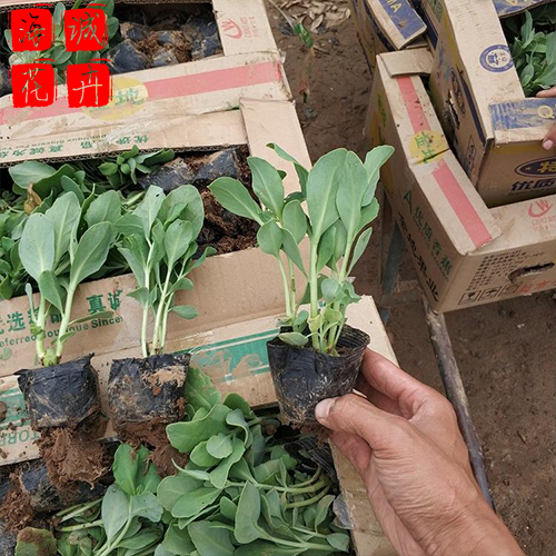 双色八宝景天种植基地  园林绿化草花批发