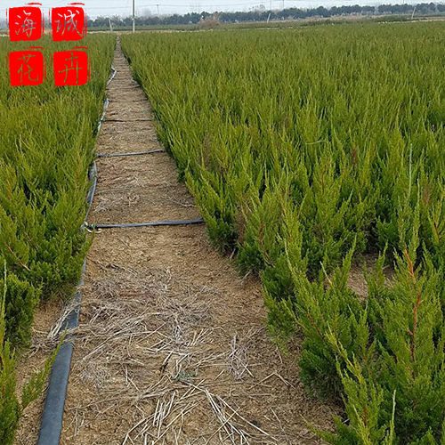 绿化带龙柏苗种植基地  园林绿化草花批发