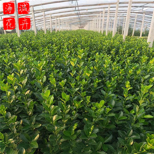 北海道黄杨种植基地  园林绿化草花批发