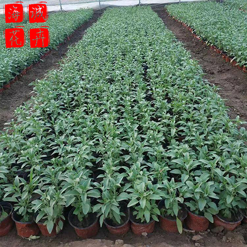 公园绿化鼠尾草 海诚花卉鼠尾草批发  宿根草花鼠尾草基地