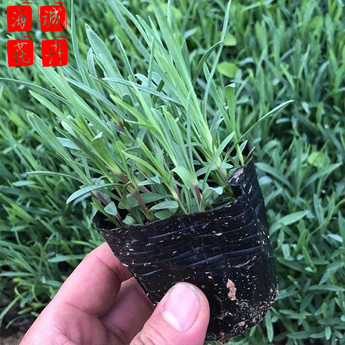地被石竹苗圃供应 宿根时令草花