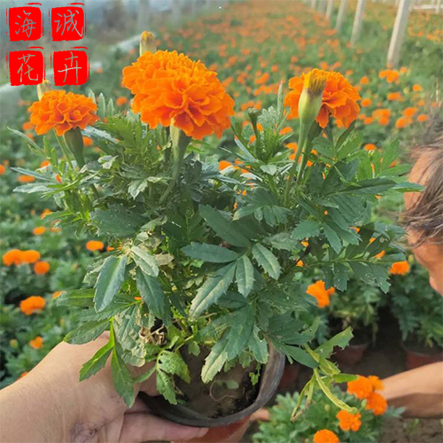 孔雀草绿化景观种植基地  园林绿化草花批发