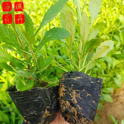 临沂马鞭草种植基地  园林绿化时令花卉批发