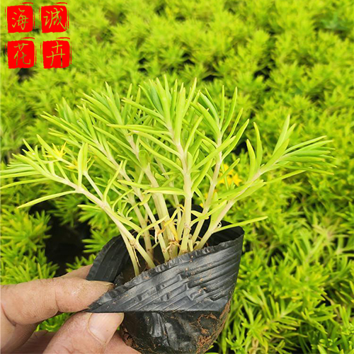 佛甲草青州花卉 绿化宿根时令草花
