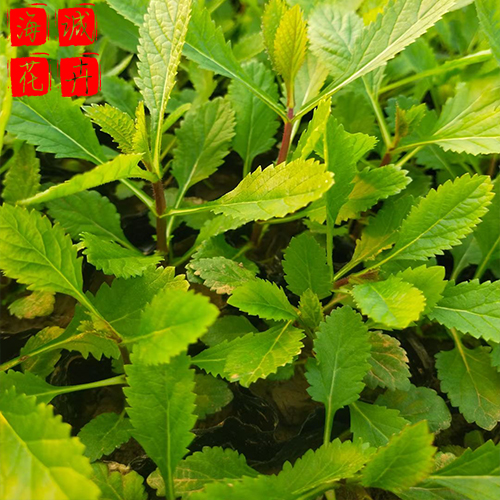 青州马鞭草批发价 绿化草花苗木种植基地