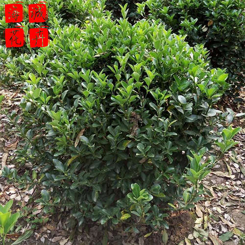 大叶黄杨种植基地  园林绿化草花批发