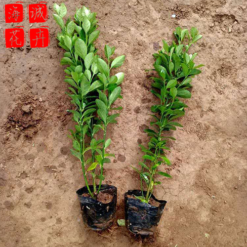 北海道黄杨批发种植基地  园林绿化草花批发