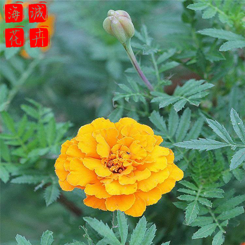 公园绿化孔雀草种植基地  园林绿化草花批发