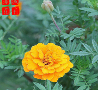公园绿化孔雀草种植基地  园林绿化草花批发