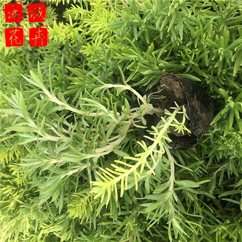 烟台佛甲草种植基地  园林绿化时令花卉批发