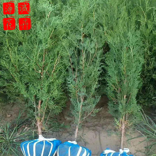 侧柏绿化设计 绿化苗木时令草花