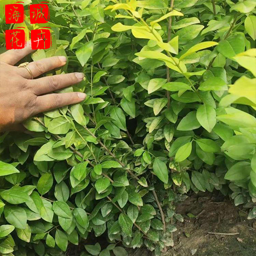 金叶女贞苗圃供应 绿化苗木时令草花