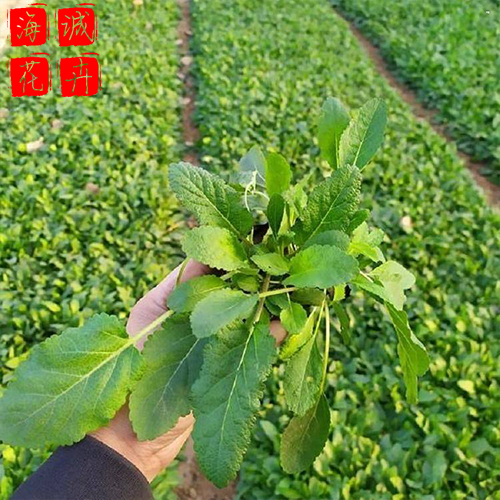 鼠尾草绿化苗 海诚花卉鼠尾草批发  宿根草花鼠尾草基地