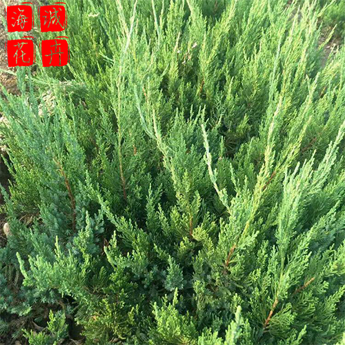 青州龙柏基地种植基地  园林绿化草花批发