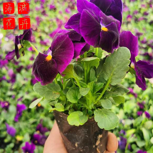 景区绿化三色堇种植基地  园林绿化草花批发