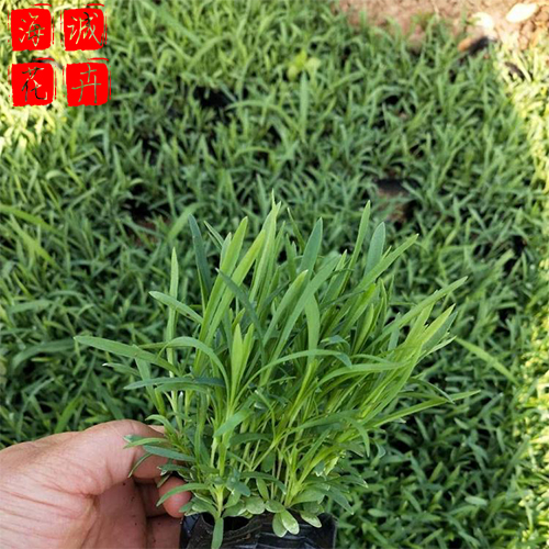 地被石竹批发价格 宿根时令草花