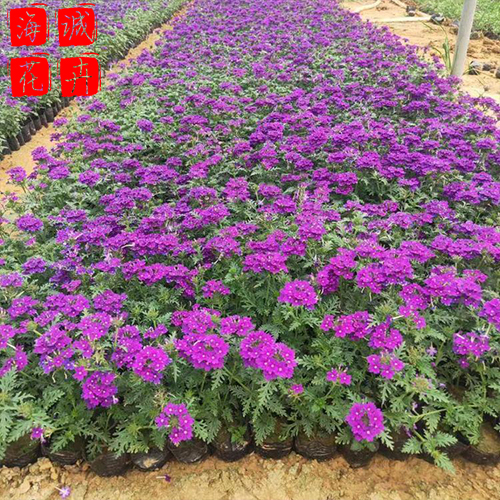 美女樱苗圃供应 绿化苗木时令草花