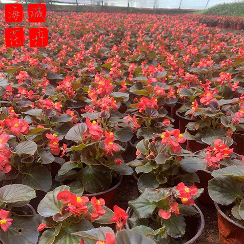 景区四季海棠绿化设计 海诚花卉四季海棠批发  宿根草花四季海棠基地