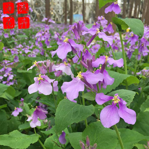 青州二月兰批发价格 苗木草花二月兰种植基地