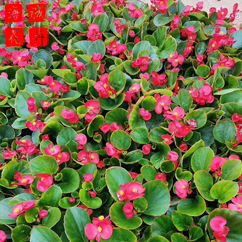 旅游区绿化四季海棠 海诚花卉四季海棠批发  宿根草花四季海棠基地