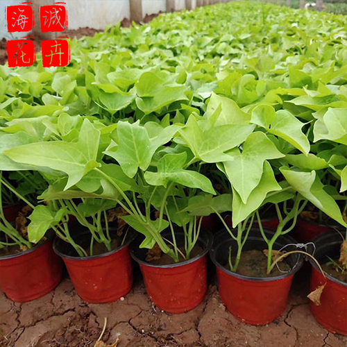 青州黄金薯批发价格 苗木草花黄金薯种植基地