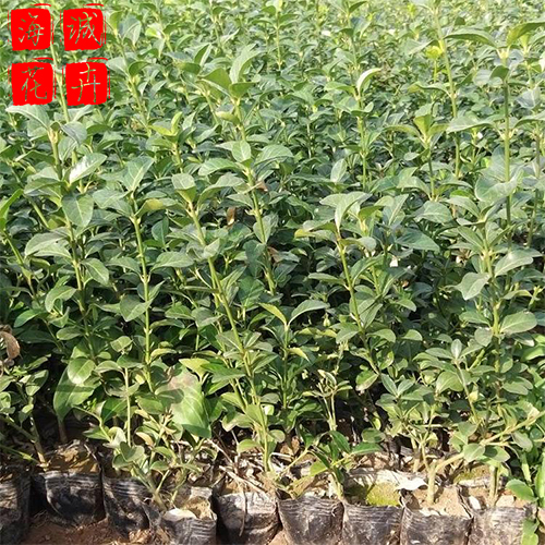 扶芳藤苗圃供应 绿化宿根时令草花