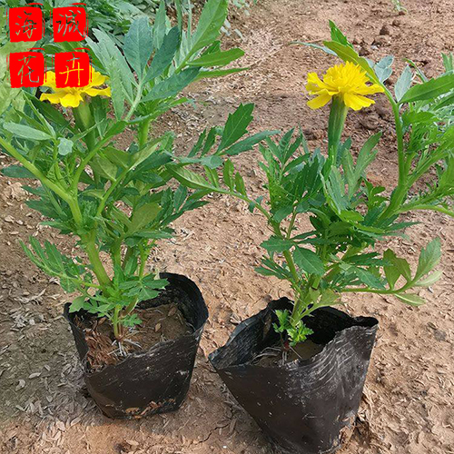 孔雀草绿化苗种植基地  园林绿化草花批发