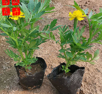 孔雀草绿化苗种植基地  园林绿化草花批发