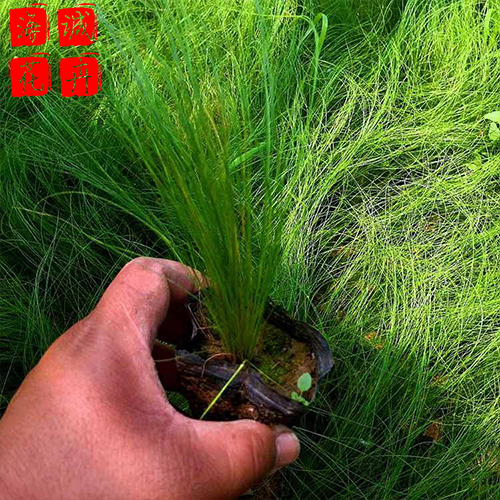 地栽粉黛乱子草种植基地  园林绿化草花批发