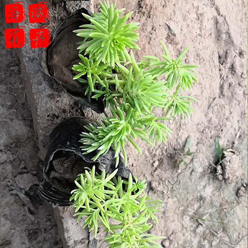 佛甲草出售 绿化宿根时令草花
