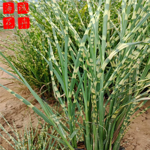 斑叶芒批发价格 绿化苗木时令草花