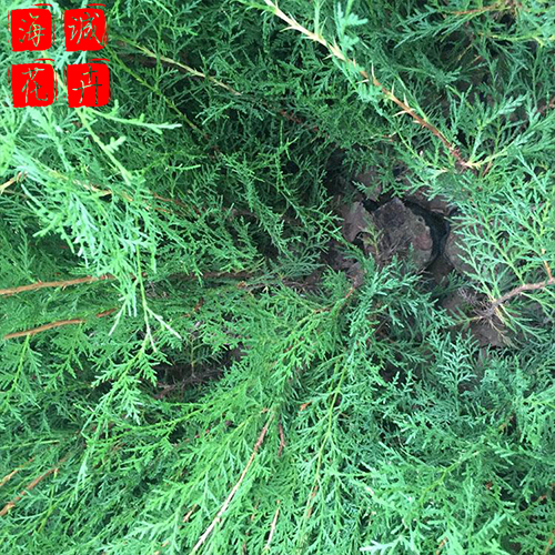 侧柏批发价格 绿化苗木时令草花